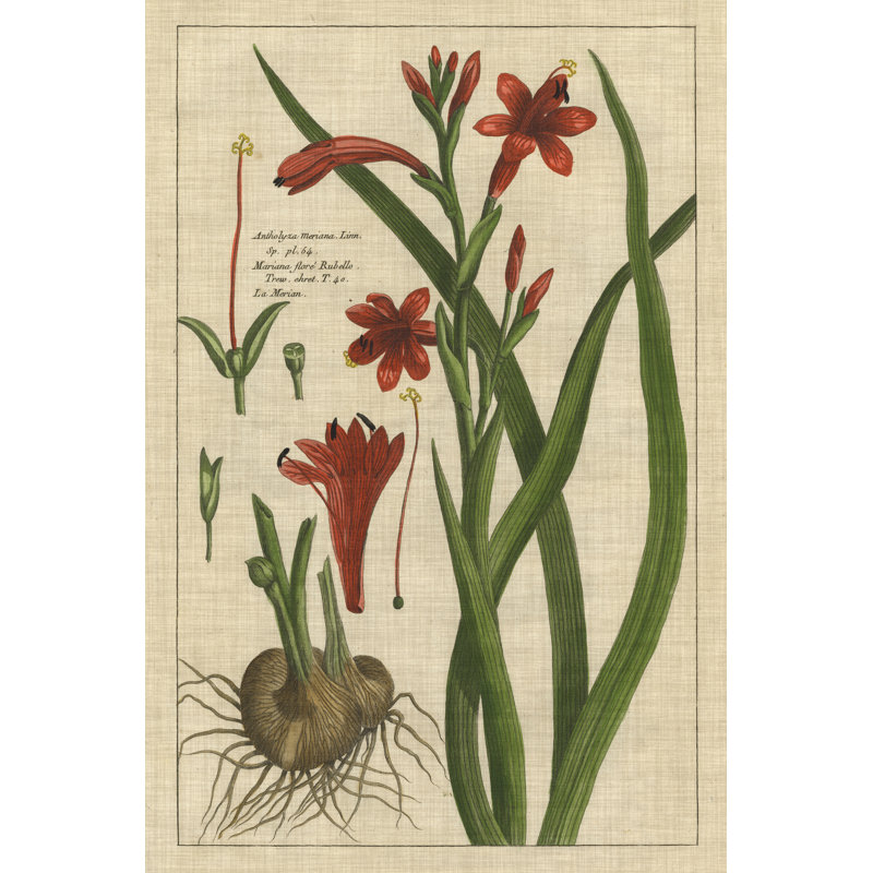 Botanical Study On Linen II by Vision Studio - Wrapped Canvas Painting, 46cm H x 30cm W