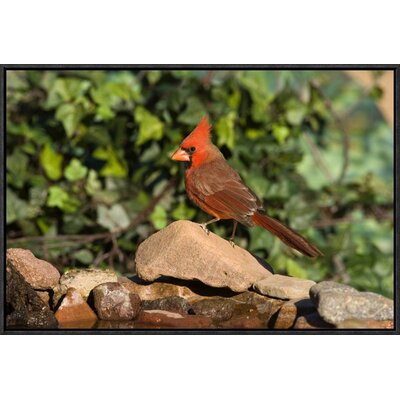 Northern Cardinal Male, Santa Rita Mountains, Arizona by Tom Vezo Framed Photographic Print on Canvas -  Global Gallery, GCF-453350-1624-175