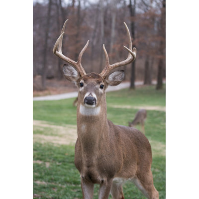 " White-Tailed Deer " by Eei_Tony