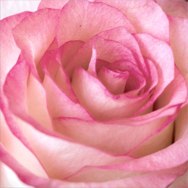 Décoration murale rose Force