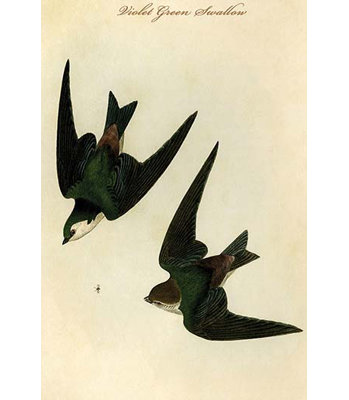 Hirondelle vert violet-impression d’art graphique