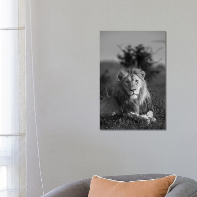 Lionking by Anders Jorulf - Wrapped Canvas Print