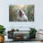 Brampt Nature Dog-107845350