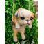 Figurine chiot sur une branche en macramé