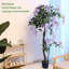 120cm Plant