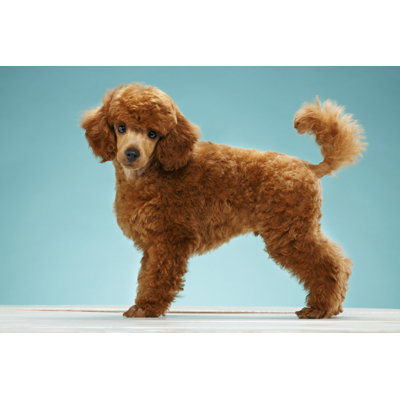 Chien par Ultramarinfoto