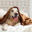 Plush Mink Fleece Blanket – Ultra-Soft, Lightweight Throw For All Seasons-113714315-113714322