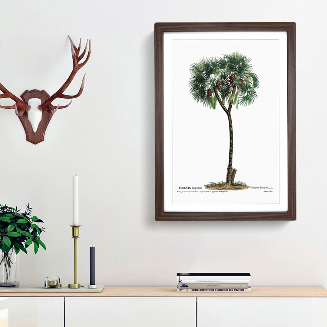 Date Palm Tree by Pierre-Joseph Redoute - Picture Frame Painting Print
