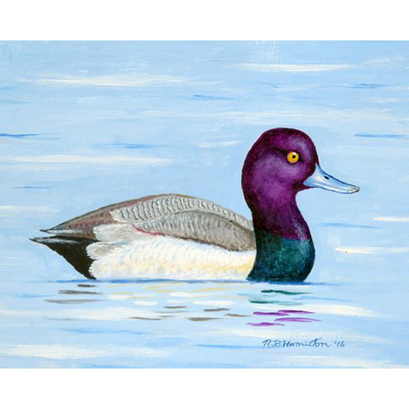 Lesser Scaup Polyester Animals/Nature Rectangle Placemat