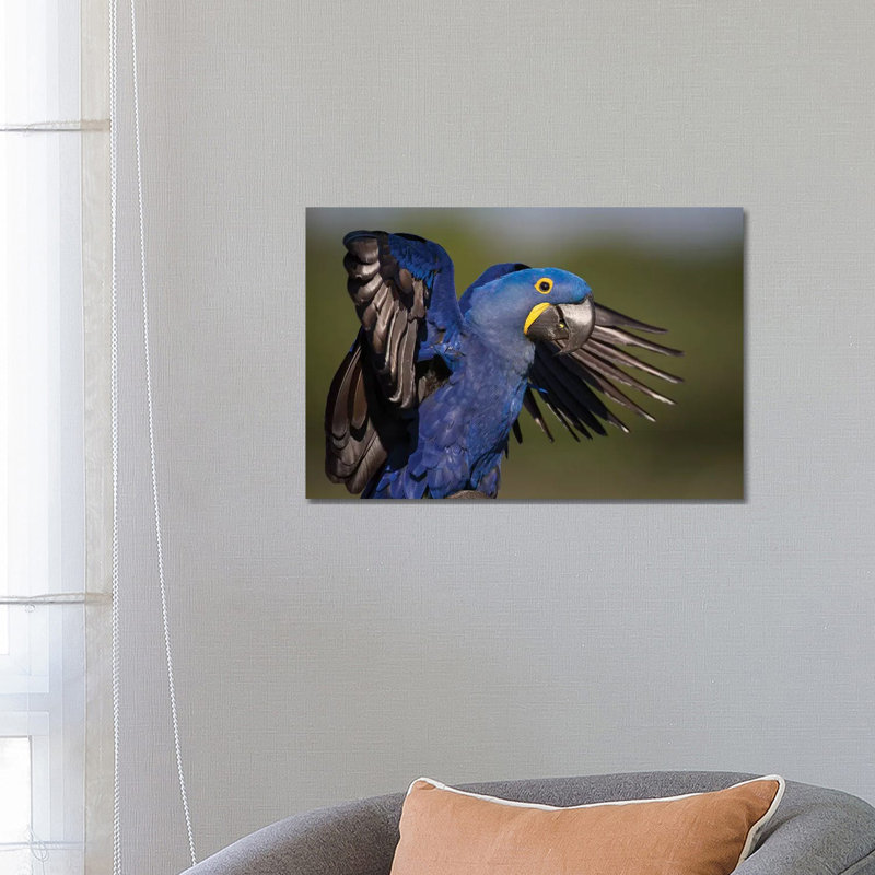 Hyacinth Macaw Flapping Wings by Mogens Trolle - Wrapped Canvas Print, 66.04 cm H x 45.72 cm W x 1.91 cm D