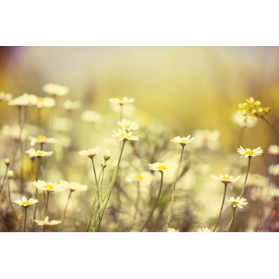 Chamomile Field by Lukatdb