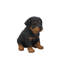 Statue chiot rottweiler assis