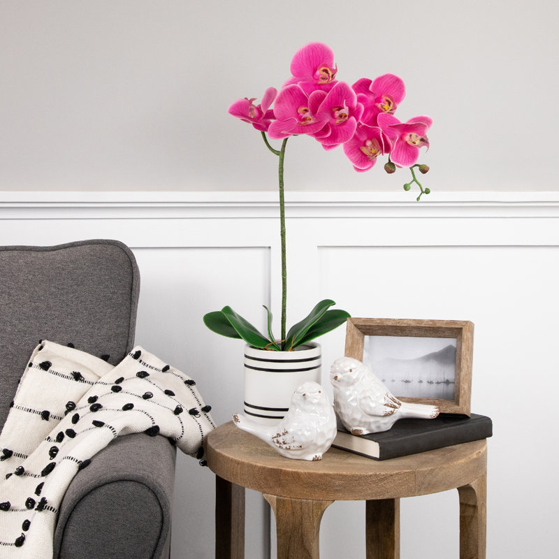 Orchild arrangements floraux en pot