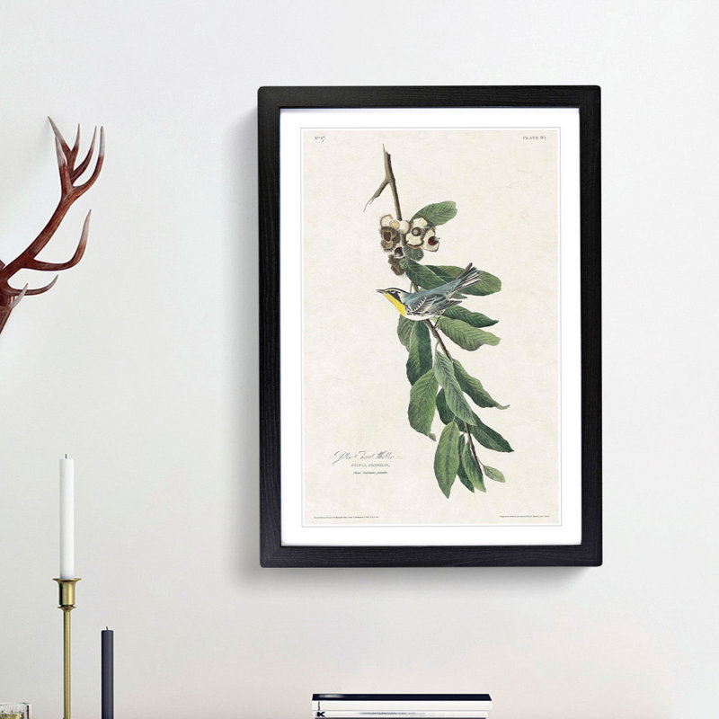 Yellow Throated Warbler by John James Audubon - Picture Frame Painting Print, Black Framed, 48cm H x 36cm W x 2cm D