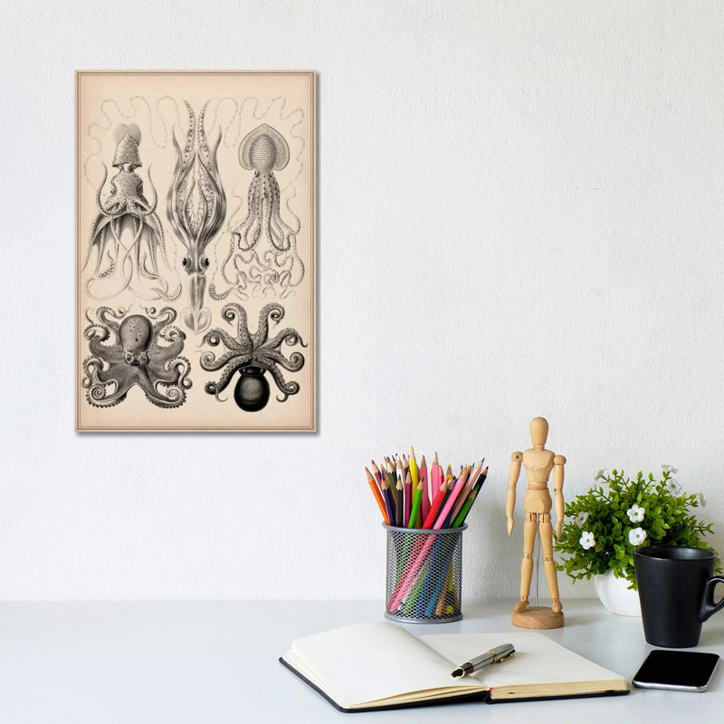 Cephalopod (Gamochonia) by Unknown Artist - Wrapped Canvas Print, 20.32 cm H x 30.48 cm W