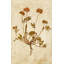 Pressed Flowers VI Print by Michelle Bennett-26931571-26931568