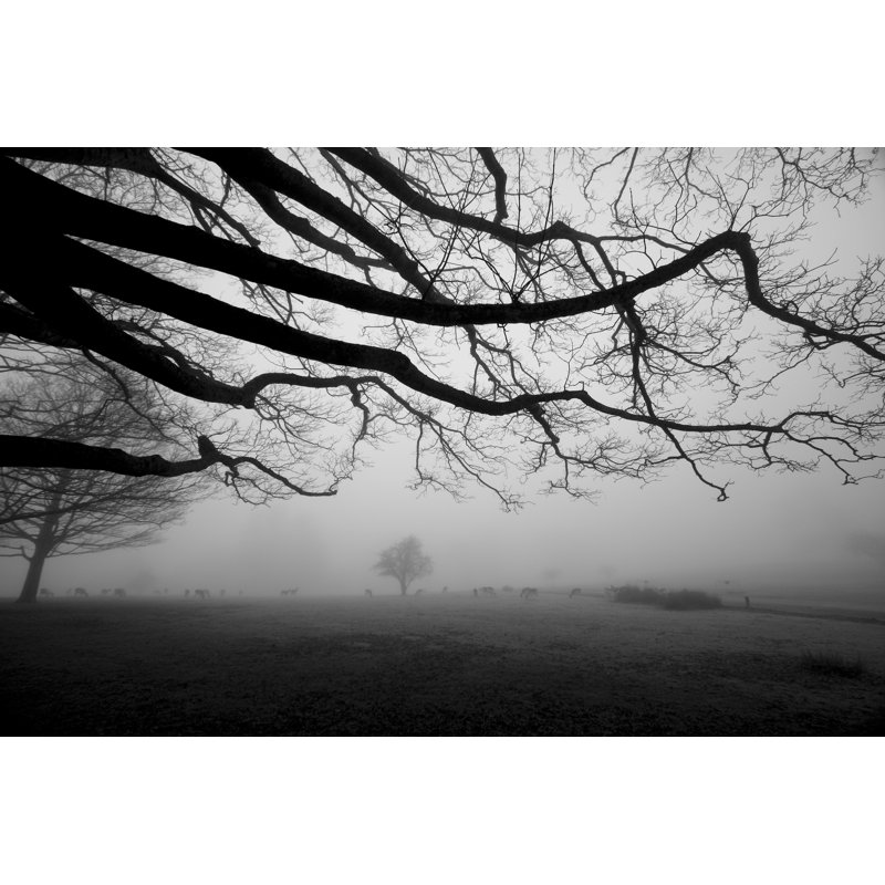 Knole Park dans le Kent, Angleterre par Moonstone Images, H 24 po x l 36 po