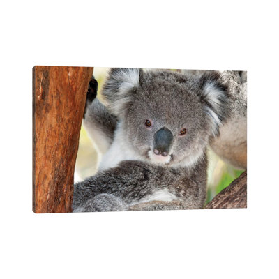 Koala, Victoria, Australia 1 Piece Wrapped Canvas Wall Art