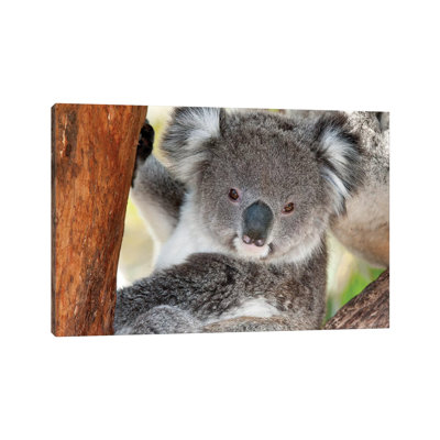 Koala, Victoria, Australia by Tui De Roy - Wrapped Canvas Print