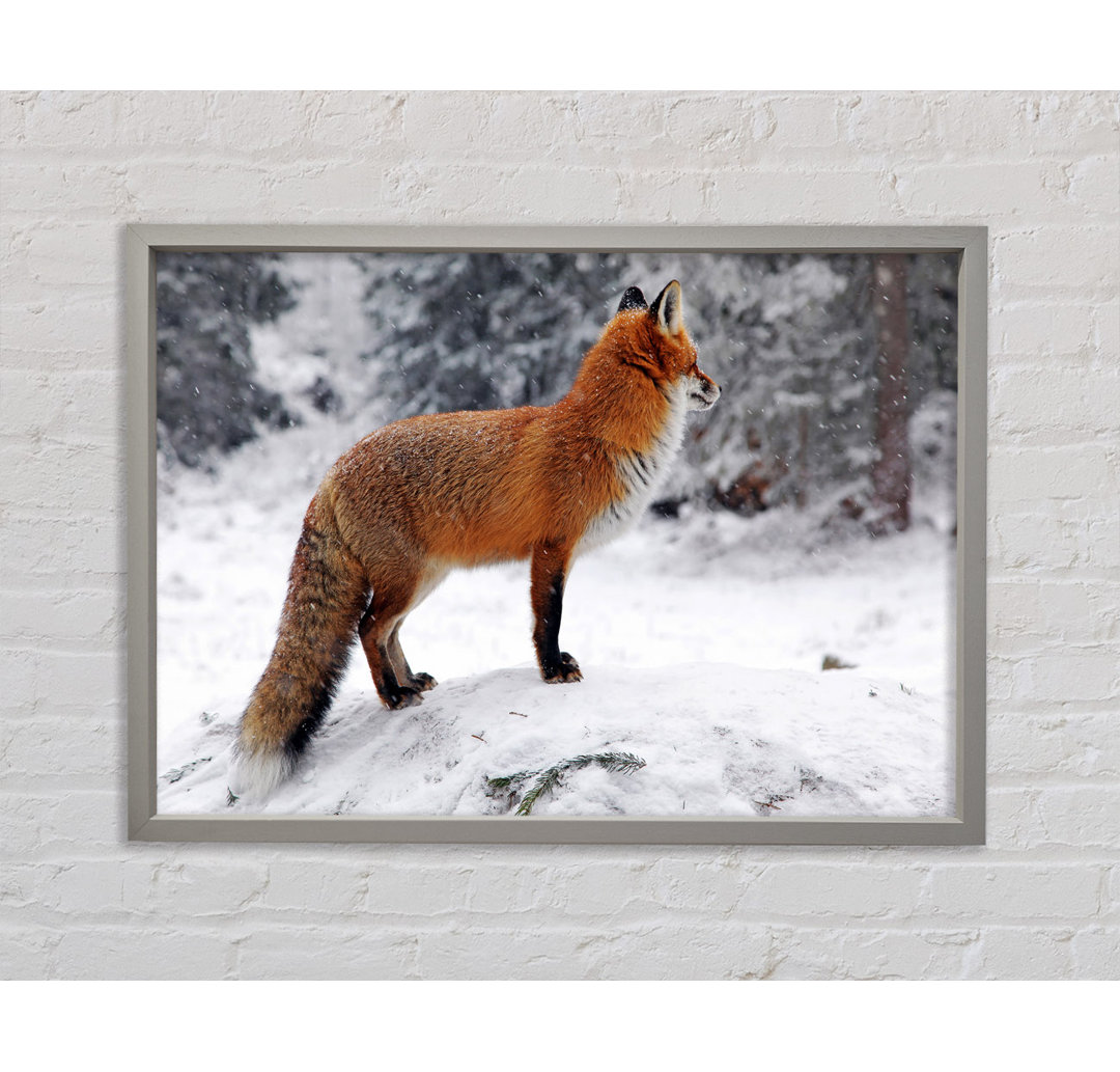 Winter Snow Fox - Einzelner Bilderrahmen Kunstdrucke auf Leinwand