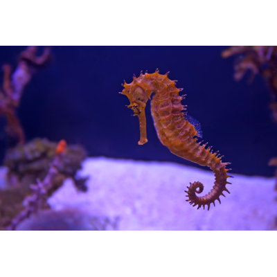 Hippocampe dans l'aquarium par Oskanov - Photographie sur toile tendue