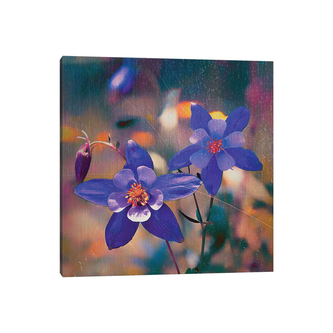 Colorado Columbine Flower - Wrapped Canvas Print