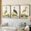 Heron Portrait I - Impression personnalisée de qualité supérieure avec passe-partout - 3 pièces-490649564-490649563