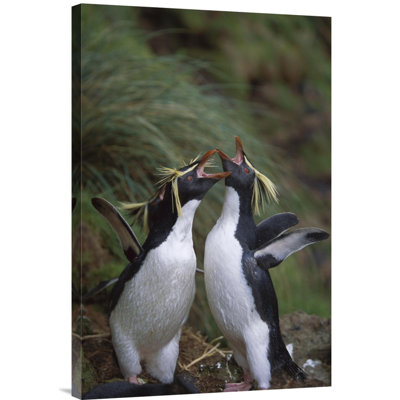 " Rockhopper Penguin Greeting Display, Gough Island, South Atlantic "
