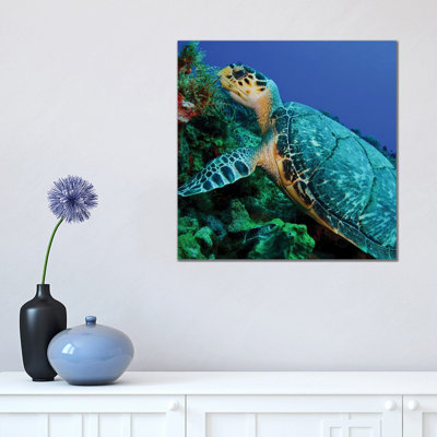A Feeding Hawksbill Sea Turtle in Cozumel, Mexico 1 Piece Wrapped Canvas Wall Art