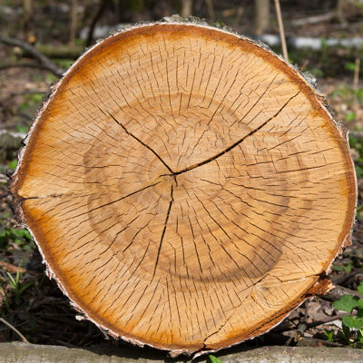 " Logs Of Birch Tree " by Dizainera