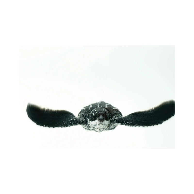 A Half-Day-Old Hatchling Leatherback Turtle From Bioko Island II by Joel Sartore - No Frame Gallery-Wrapped Canvas Giclée on Canvas