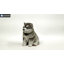STATUE CHIOT MALAMUTE