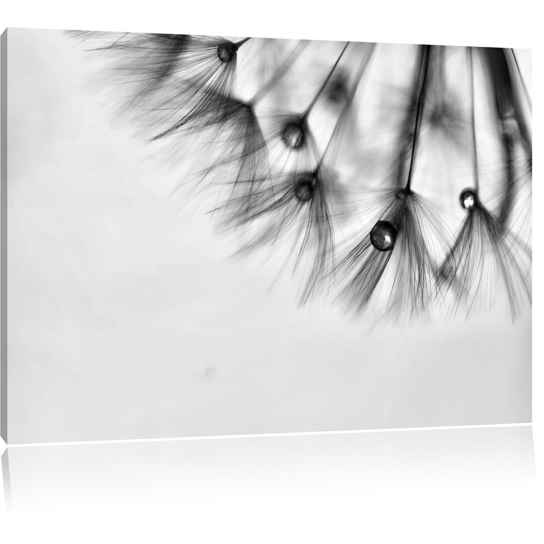 Leinwandbild Pusteblume Nahaufnahme in Monochrom