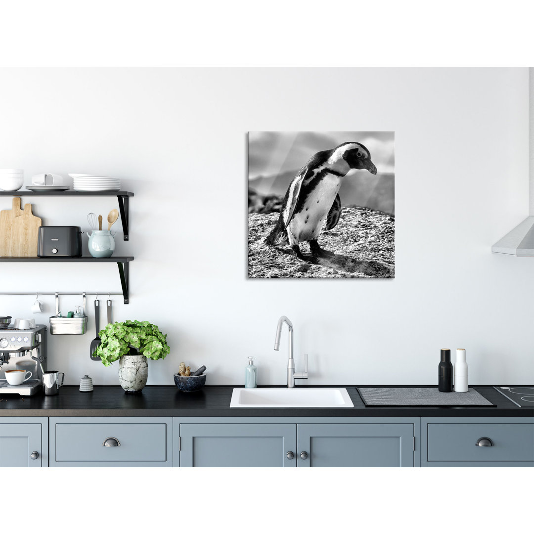 Ungerahmtes Foto auf Glas "Afrikanischer Pinguin beobachten"