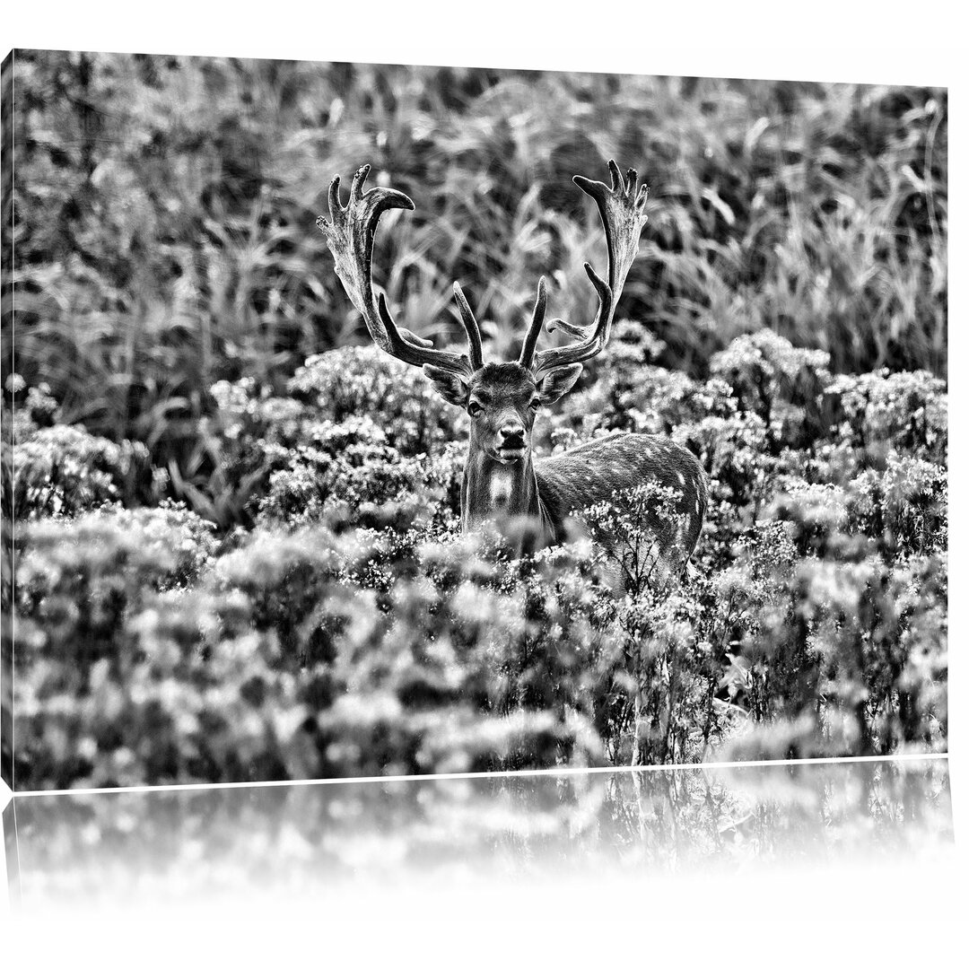 Leinwandbild Prächtiger Hirschbock auf Wildwiese in Monochrom