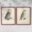 Impression encadrée V-French French Owls - prêt à être accroché - aucun clou requis - aucun clou requis-1395657815-1395657809