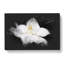 Blooming White Magnolia - Wrapped Canvas-56647296