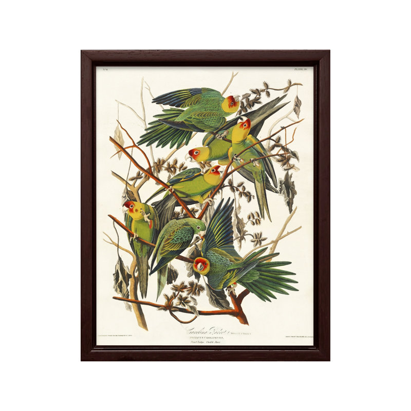 John James Audubon - perroquet de la Caroline, 08"H x 10"W, Canvas, Brown Framed