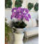 Orchid Floral Arrangement in Planter-219825536