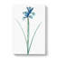 Spanish Blue Iris Flowers by Pierre-Joseph Redoute - Wrapped Canvas-55318965
