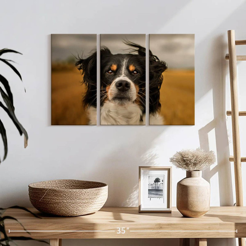 Brampt Expressive Border Collie, 36" H x 57" W