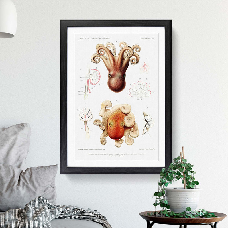 Octopus Illustrations by Albert I - Framed Print, 36cm H x 27cm W x 2cm D, Black Framed
