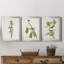 Pl. 15 parulines à dos jaune - ensemble de 3 impressions sur toile encadrées-1948435383-1948435388