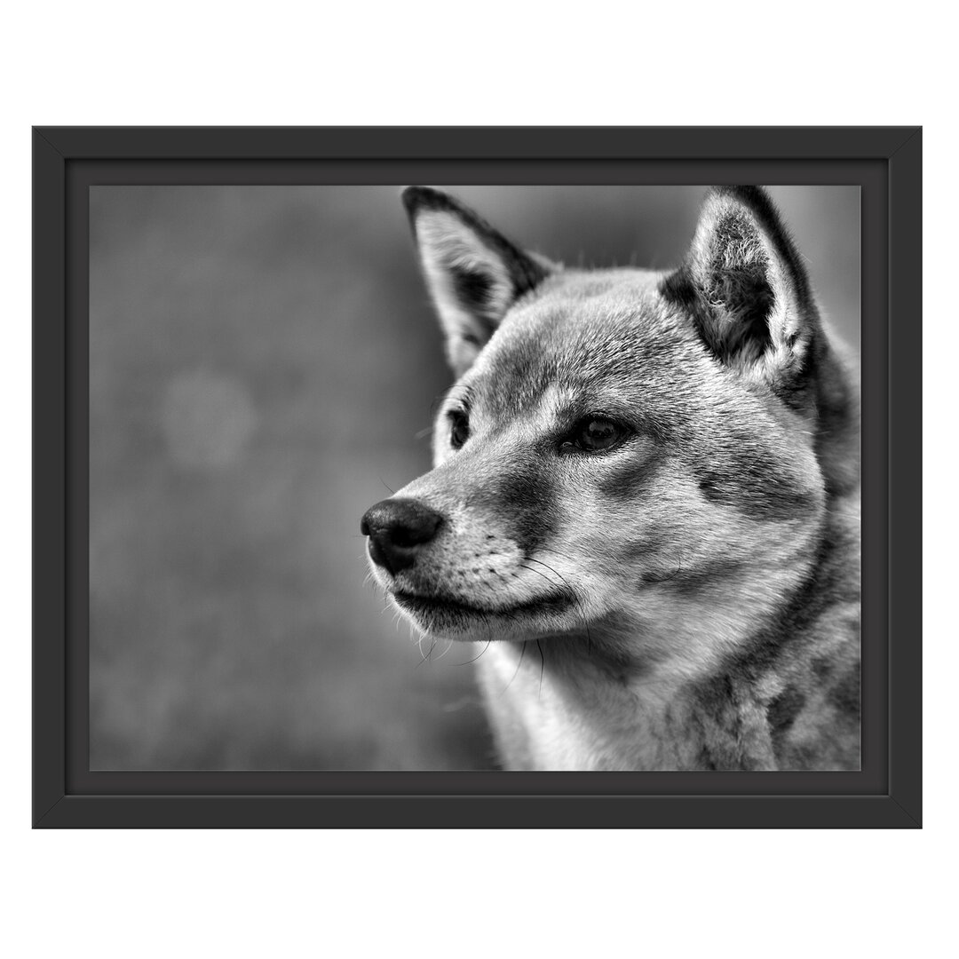 Gerahmter Fotodruck Finnish Spitz