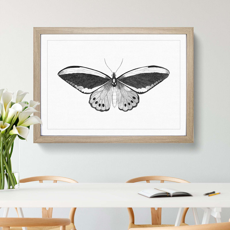 Papilio Butterfly in Black & White by George Shaw - Picture Frame Painting Print on MDF, 27cm H x 36cm W x 2cm D, Oak Framed