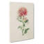 Illustration Of Pink Chrysanthemums - Wrapped Canvas Painting-55363199