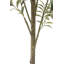 7FT Slim Olive Tree in Grower Pot