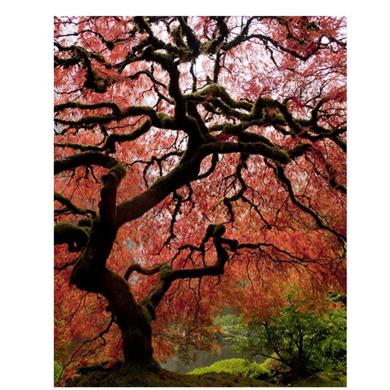 «Red Maple Tree» par Jordan Thurston, impression sur toile tendue, Extérieur, H 45 po x l 36 po x P 1,5 po