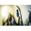 «Snowdrop» rétroéclairé par Martin Podt - impression-902486463-933255104