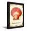 Animaux, pecten, coquille de Maximus-1910722818-1910722845-1910722847